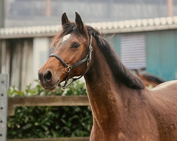 Springpferd Happy Platina (Oldenburger Springpferd, 2019, von HICKSTEAD WHITE)