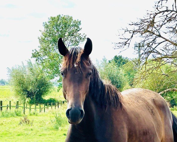 horse Conbaleggia (Oldenburg show jumper, 2022, from Conthargos)