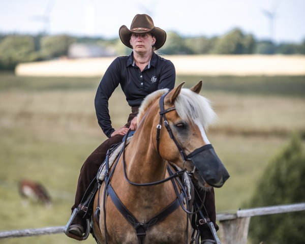 Pferd Stüwer's Karino (Haflinger, 2014, von Stüwer)