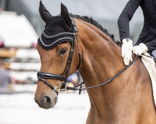 horse Santino L'Unico (Westphalian, 2017, from Sir Heinrich OLD)