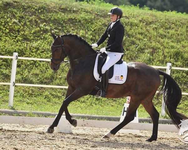 Dressurpferd Sir Karl TS (Deutsches Sportpferd, 2019, von Scolari)