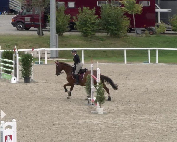 Reitturnier Bülach 2024