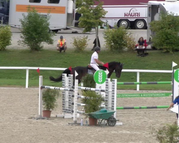 Reitturnier Bülach 2024