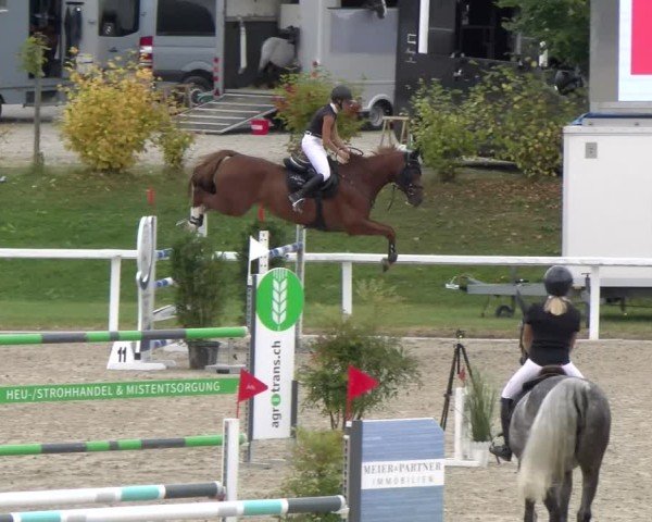 Reitturnier Bülach 2024