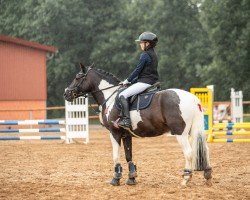 dressage horse Dakota 517 (French Pony, 2013, from Poldy)
