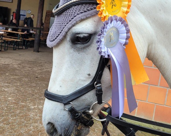 Zuchtstute Ballylee Tina's Girl (Connemara-Pony, 2019, von Blakehill Ballylee Storm) Zuchtstute Ballylee Tina's Girl (Connemara-Pony, 2019, von Blakehill Ballylee Storm)
