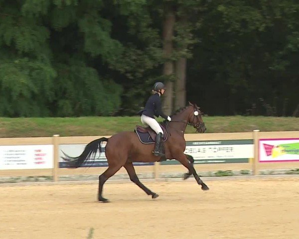 Reitturnier Tiefenhof/Opf. 2024