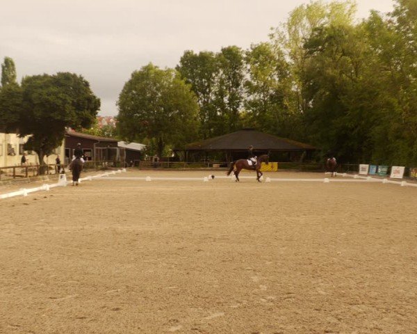 Reitturnier Leonberg 2024