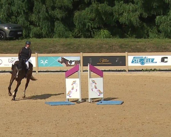 Reitturnier Tiefenhof/Opf. 2024