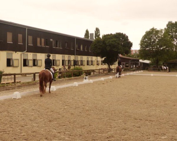 Reitturnier Leonberg 2024