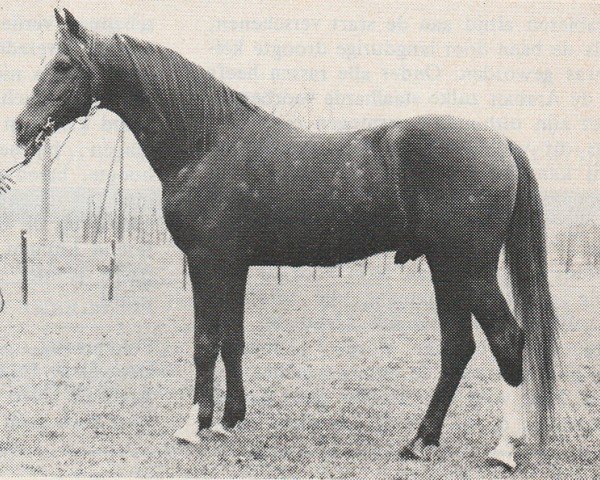 stallion Kebir II ox (Arabian purebred, 1961, from Noran 1956 ox)