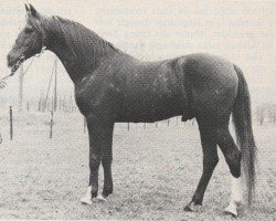 stallion Kebir II ox (Arabian purebred, 1961, from Noran 1956 ox)