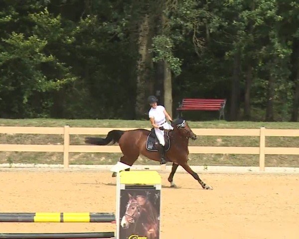 Reitturnier Tiefenhof/Opf. 2024