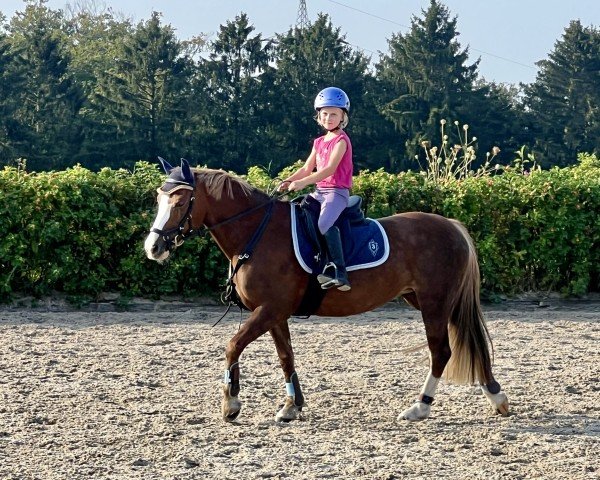 dressage horse Nanni (Welsh-Cob (Sek. C), 2010, from Cockmoor Brenin Ebrill)
