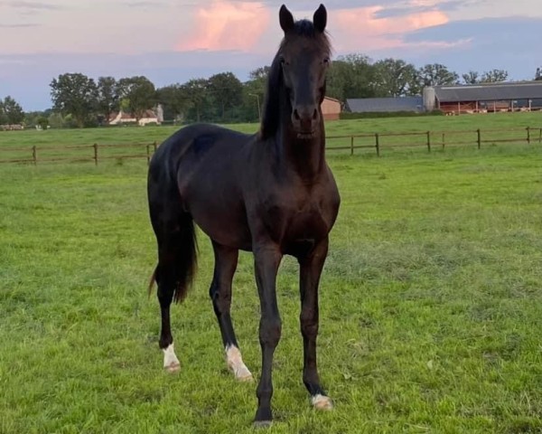 Pferd Don Dio Fortuna (Nederlands Rijpaarden en Pony, 2022, von Don Joe)