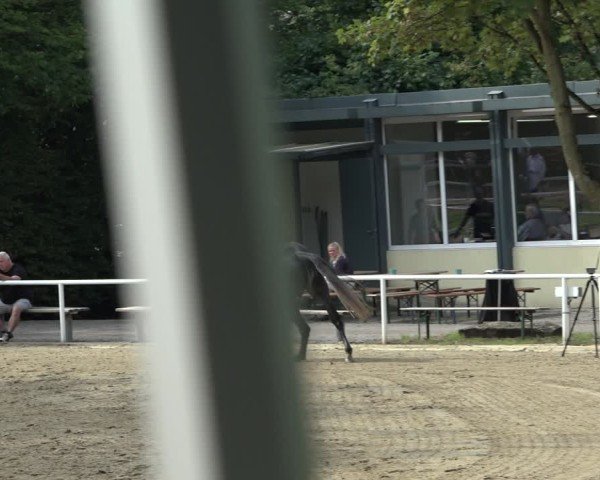 Reitturnier Dinslaken-Hiesfeld 2024