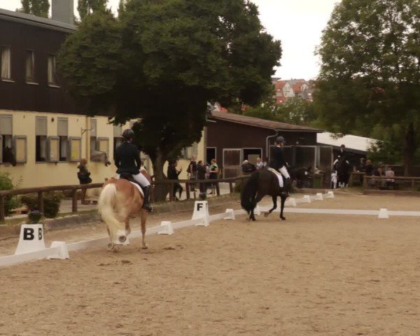 Reitturnier Leonberg 2024