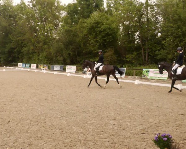 Reitturnier Leonberg 2024