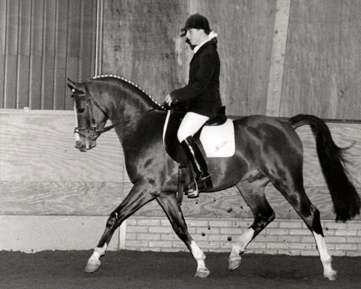 Stallone da monta Bayard (Nederlands Rijpaarden en Pony, 1990, di Baccarat ox)
