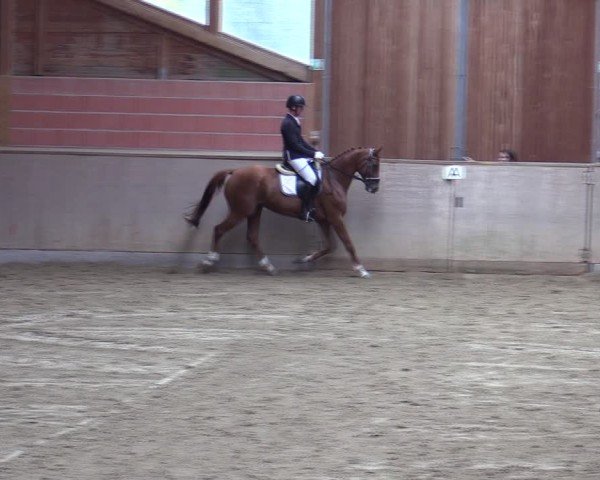 Reitturnier Dortmund-Barop 2024