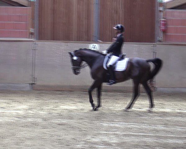 Reitturnier Dortmund-Barop 2024