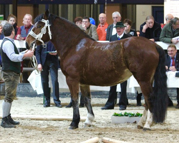 broodmare Narina (South German draft horse, 2013, from Rupertiwinkel)