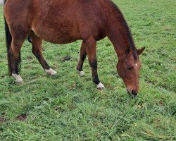 Springpferd Lindo 5 (Oldenburger, 2005, von Landor S)