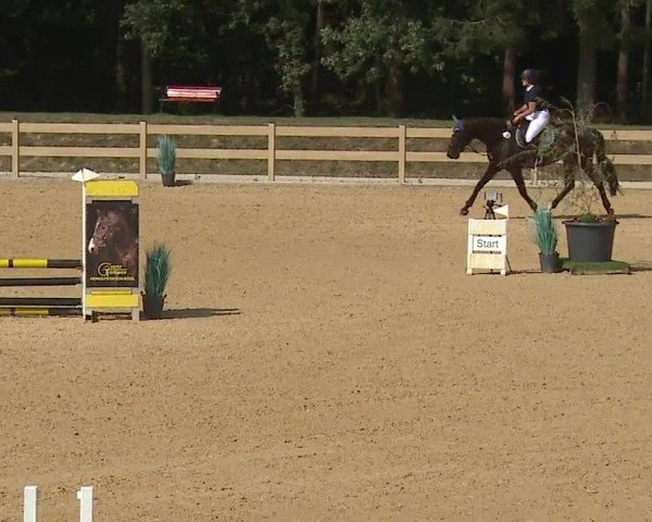 Reitturnier Tiefenhof/Opf. 2024