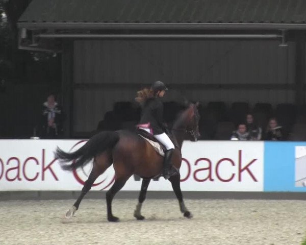 Reitturnier Cloppenburg 2013