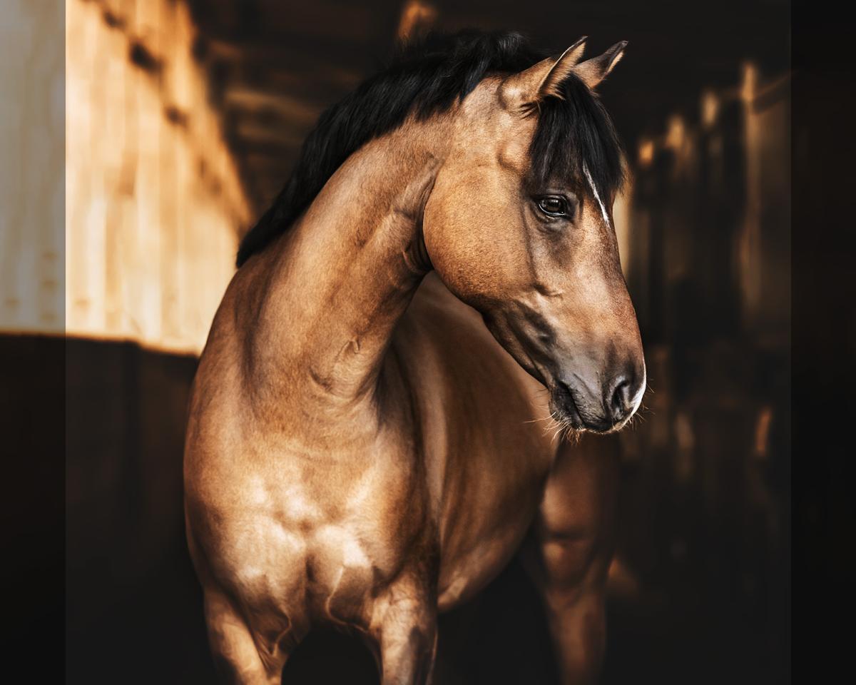 Horse Casper Lyrid (German Riding Pony, 2020, from Cosmopolitan NRW)