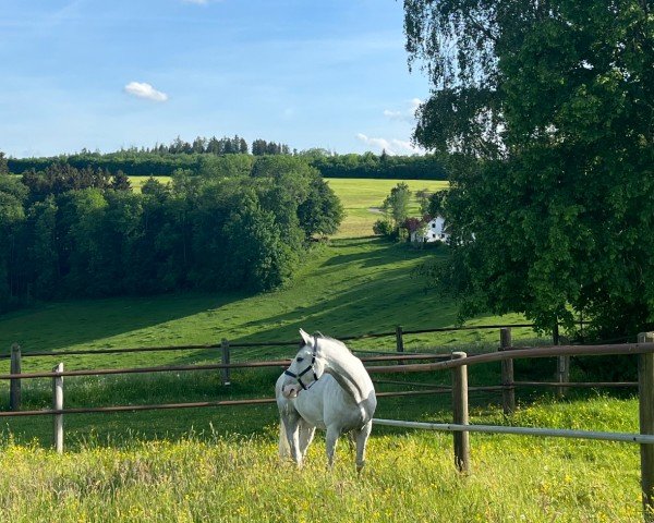 Springpferd Curvy 3 (Deutsches Sportpferd, 2017, von Colorit)
