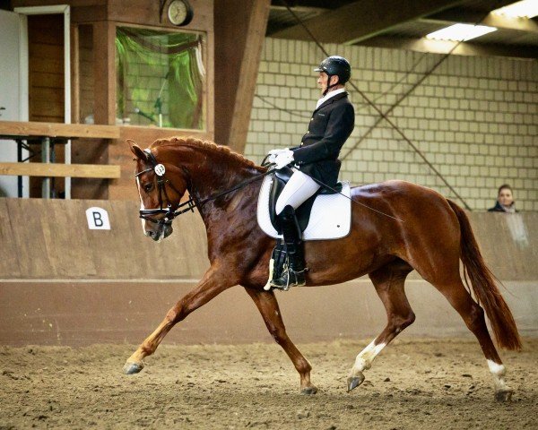 horse Schätzchen 8 (Hanoverian, 2017, from Scolari)