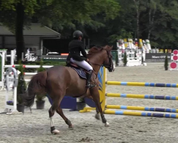 Reitturnier Cloppenburg 2013