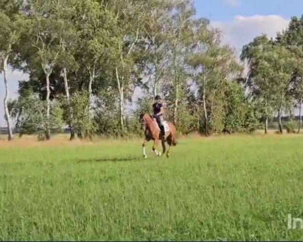 Video von Solveigh
