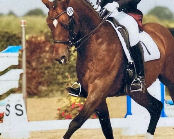 dressage horse London 23 (Rhinelander, 1999, from Lamoureux II)
