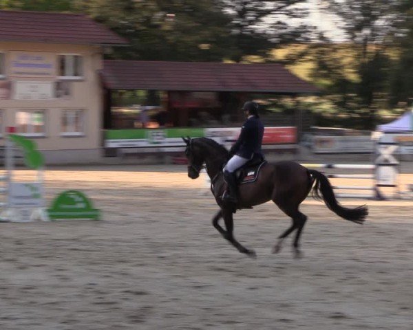 Reitturnier Lgl.-Oberhain, B95 2024