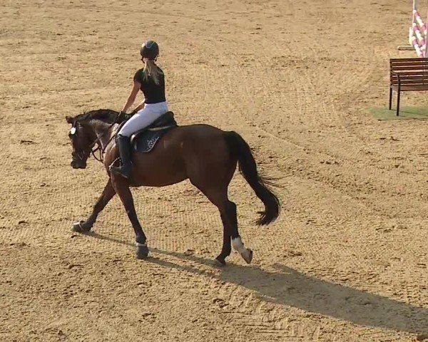 Reitturnier Tiefenhof/Opf. 2024