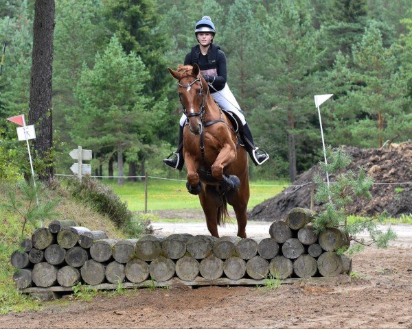 Springpferd Serendipity (Westfale, 2012, von Vulkano FRH)
