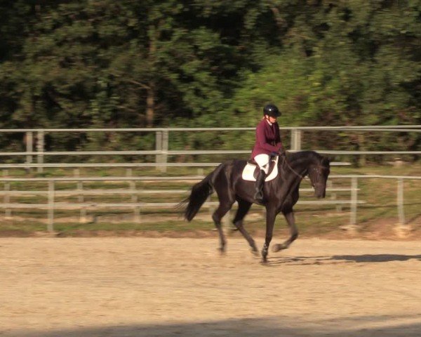 Reitturnier Lgl.-Oberhain, B95 2024
