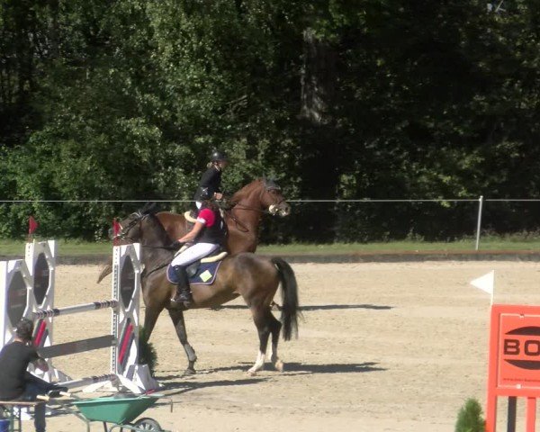 Reitturnier Maienfeld 2024