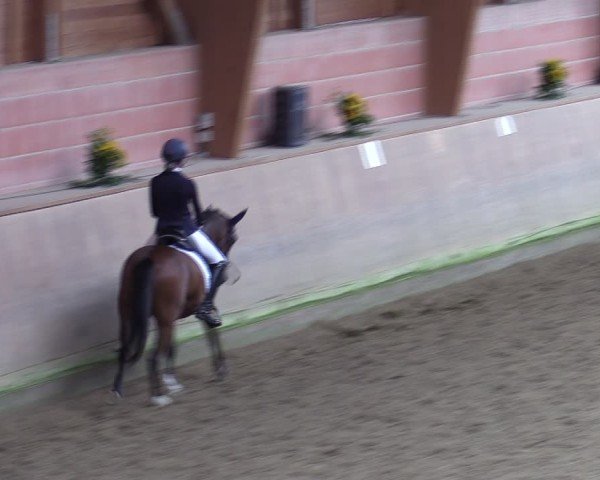 Reitturnier Dortmund-Barop 2024
