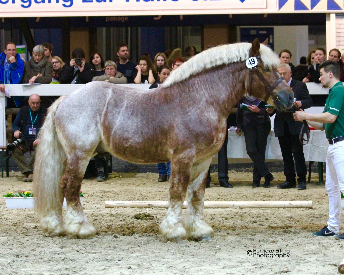Deckhengst Ursus von Haara (Rheinisch-Deutsches Kaltblut, 2007, von Ulano)
