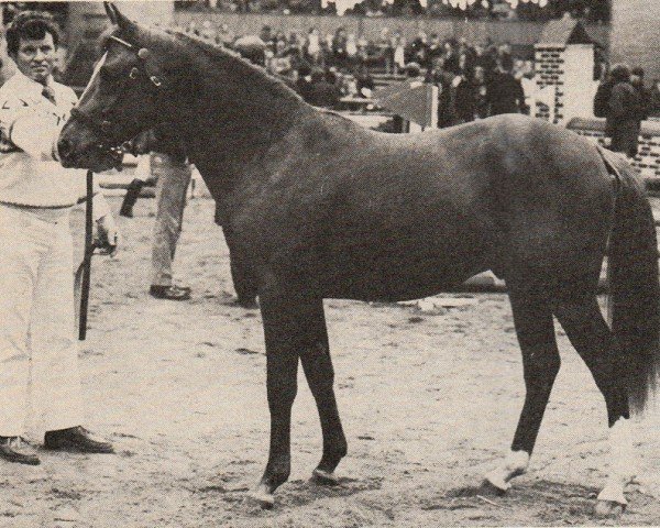 stallion Montie (Nederlands Rijpaarden en Pony, 1981, from Mischaz AA) stallion Montie (Nederlands Rijpaarden en Pony, 1981, from Mischaz AA)