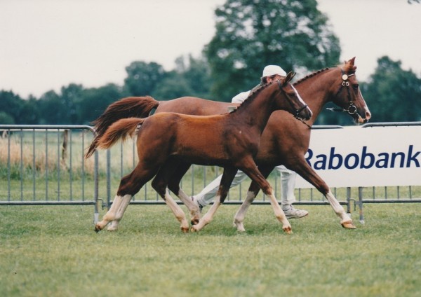 broodmare Tashmira (Nederlands Rijpaarden en Pony, 1980, from Gashmiron ox)