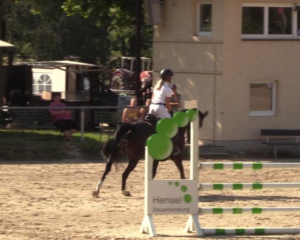 Reitturnier Lgl.-Oberhain, B95 2024