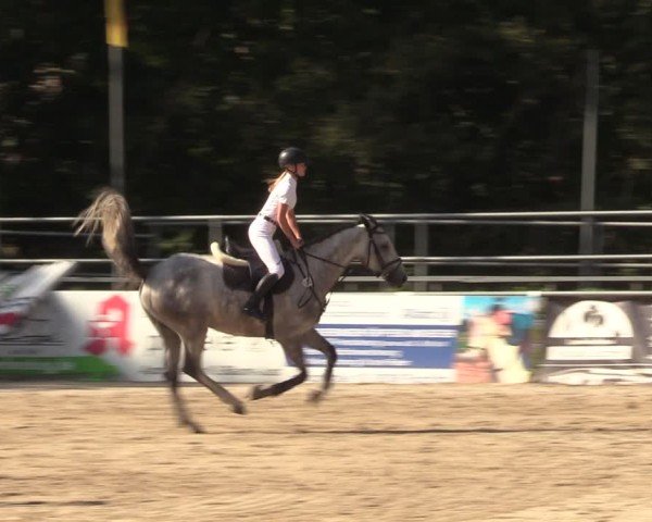 Reitturnier Lgl.-Oberhain, B95 2024