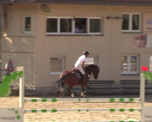 Reitturnier Lgl.-Oberhain, B95 2024