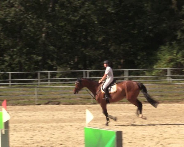 Reitturnier Lgl.-Oberhain, B95 2024