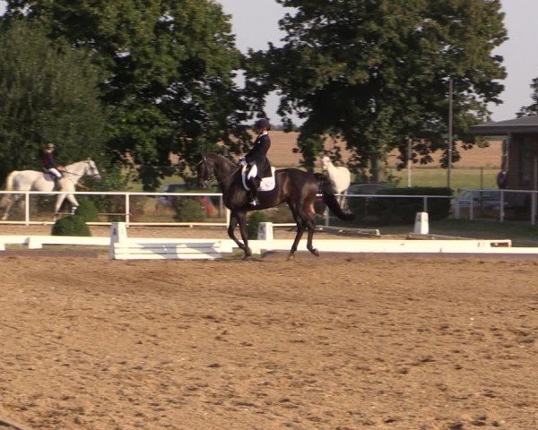 Reitturnier Münchehofe 2024