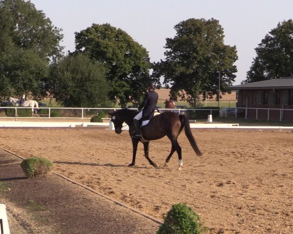 Reitturnier Münchehofe 2024